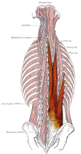 The spinal erectors, erector spinae muscles in the lower back