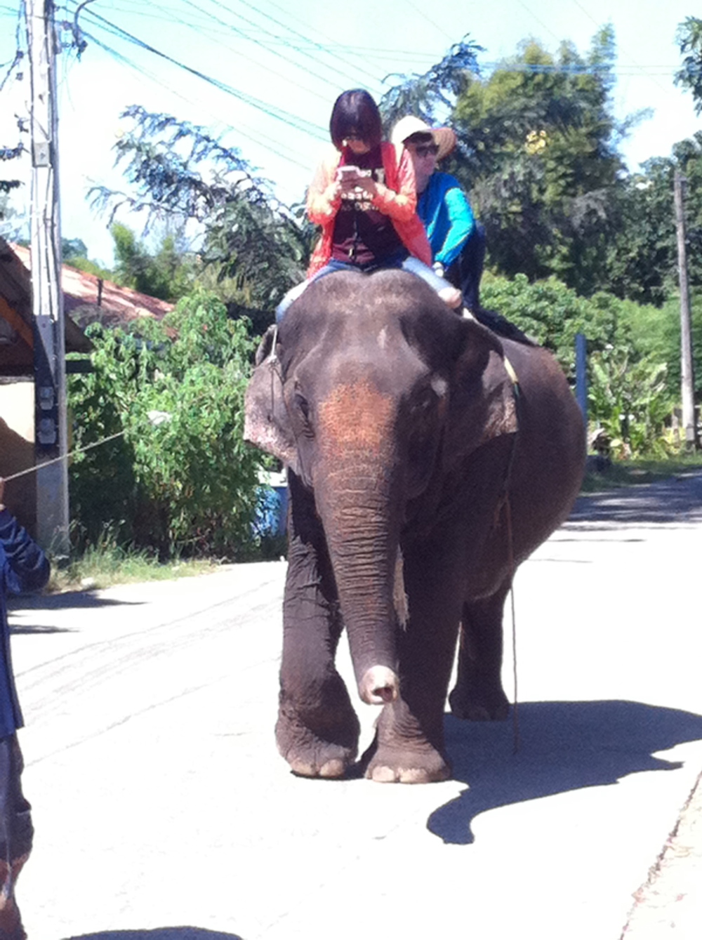 Woman on her smartphone riding an elephant in Pai, Thailand