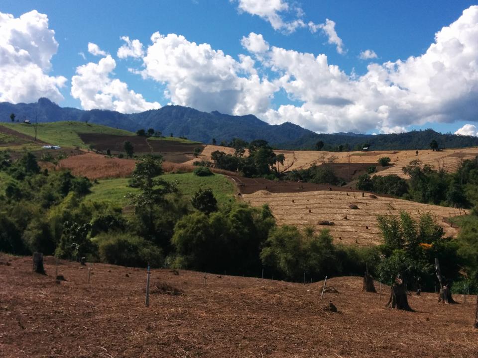 View of farm fields in Pai, Thailand