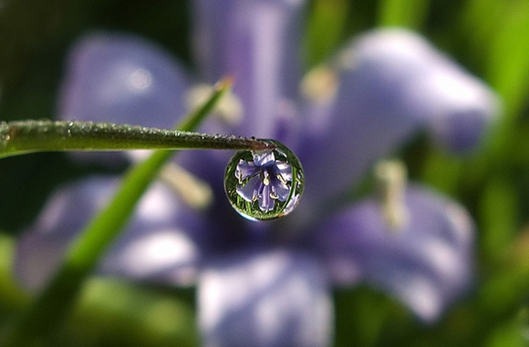 Purple flower in the middle of a dewdrop