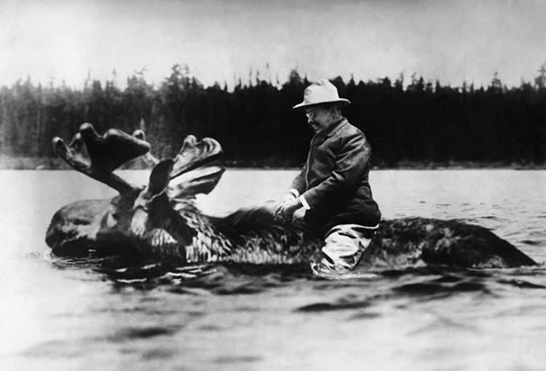 Theodore Roosevelt riding a bull moose