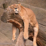 A female lion sleeping draped over a log