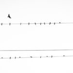 Birds on a wire with one flying away