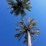 Two palm trees on a blue sky background on a clear sunny day