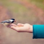 Outstretched hand holding bird feed with a small bird eating