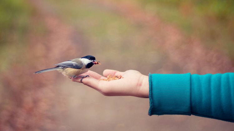 how-to-properly-hold-a-bird-freedom-and-fulfilment