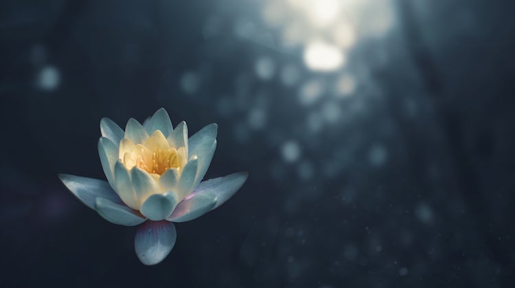 benefits of meditation represented by a flower blossoming and resting on the water of a pond